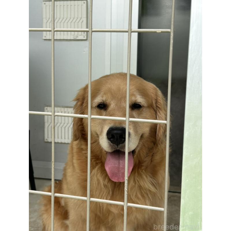 販売中の福岡県のゴールデンレトリーバー-431185の4枚目