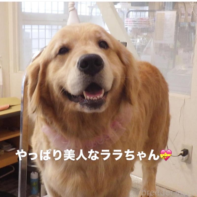 販売中の福岡県のゴールデンレトリーバー-431185の3枚目