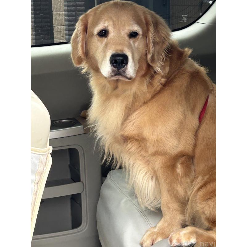 販売中の福岡県のゴールデンレトリーバー-431185の2枚目