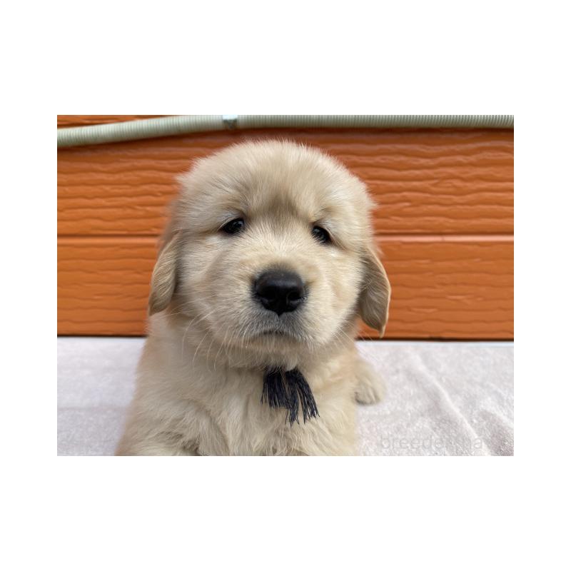 販売中の茨城県のゴールデンレトリーバー-431184の5枚目