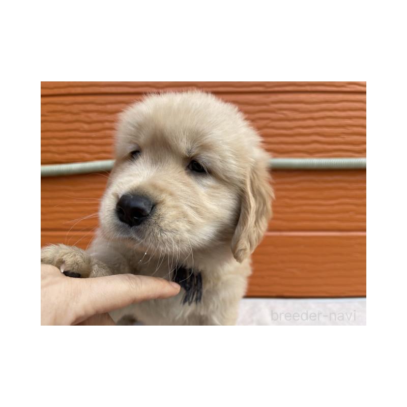 販売中の茨城県のゴールデンレトリーバー-431184の4枚目