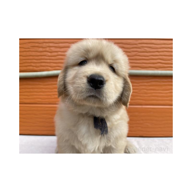 販売中の茨城県のゴールデンレトリーバー-431184の3枚目