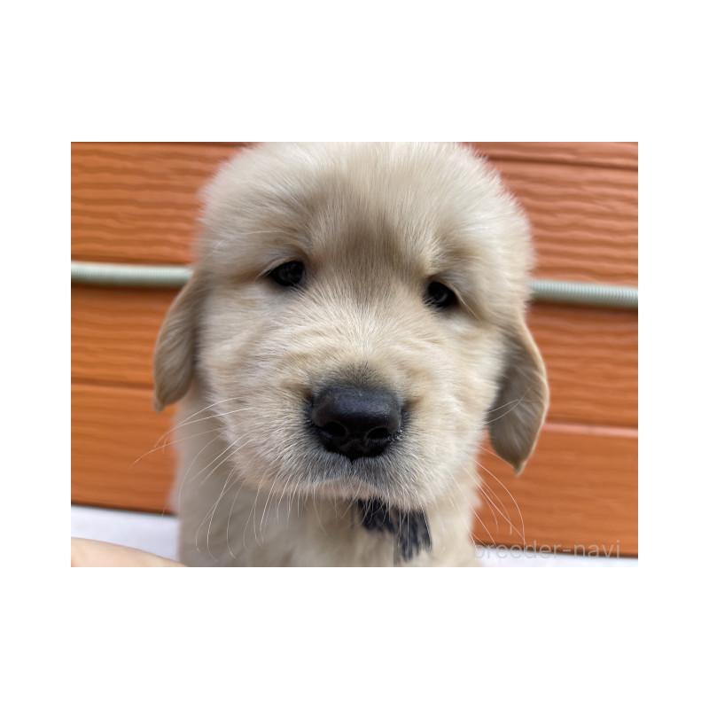 販売中の茨城県のゴールデンレトリーバー-431184の2枚目