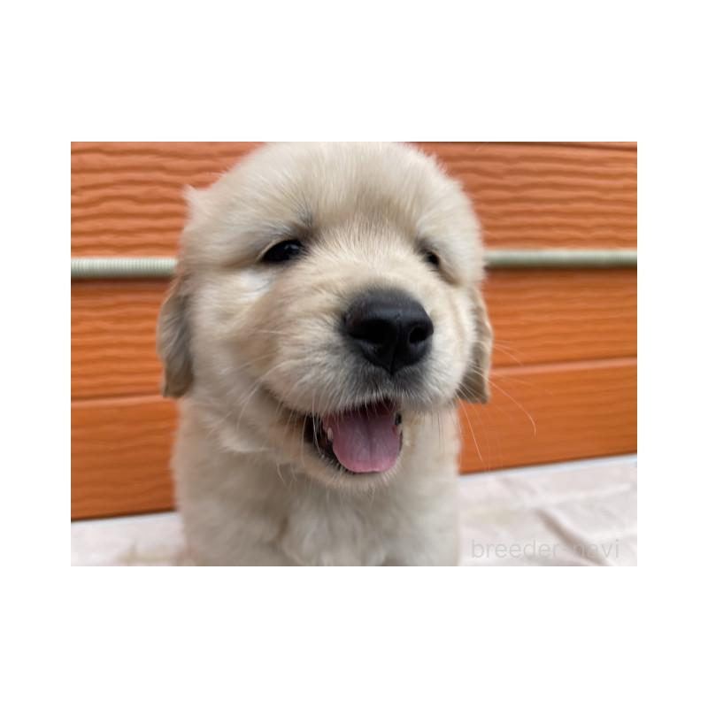 販売中の茨城県のゴールデンレトリーバー-431188の8枚目