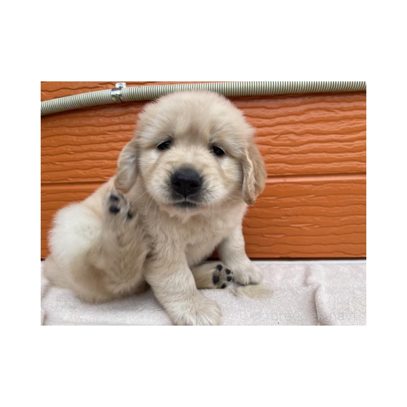 販売中の茨城県のゴールデンレトリーバー-431188の7枚目