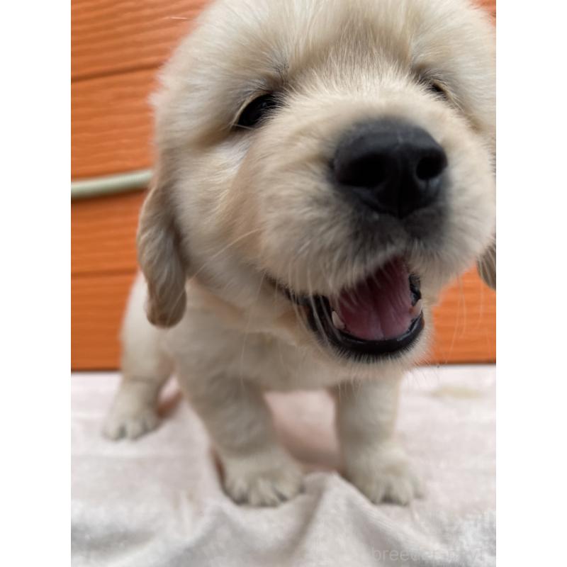 販売中の茨城県のゴールデンレトリーバー-431188の6枚目