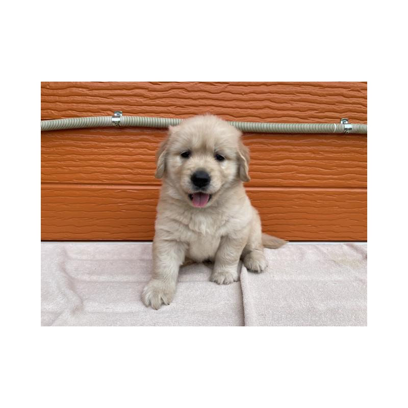 販売中の茨城県のゴールデンレトリーバー-431188の5枚目