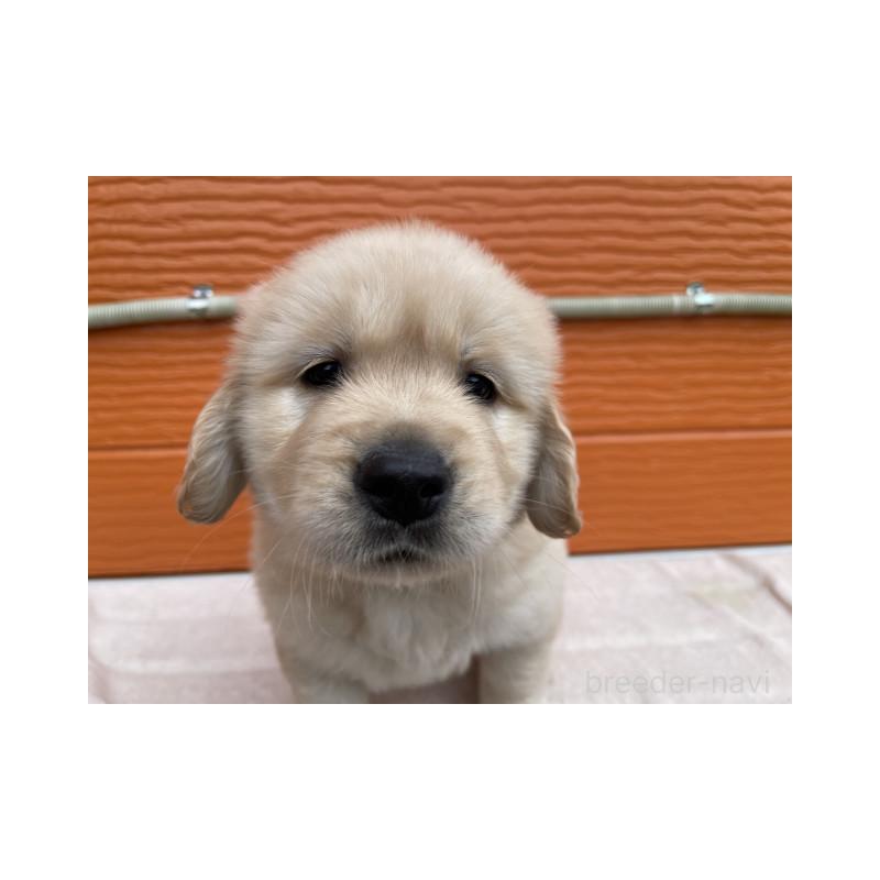 販売中の茨城県のゴールデンレトリーバー-431188の4枚目