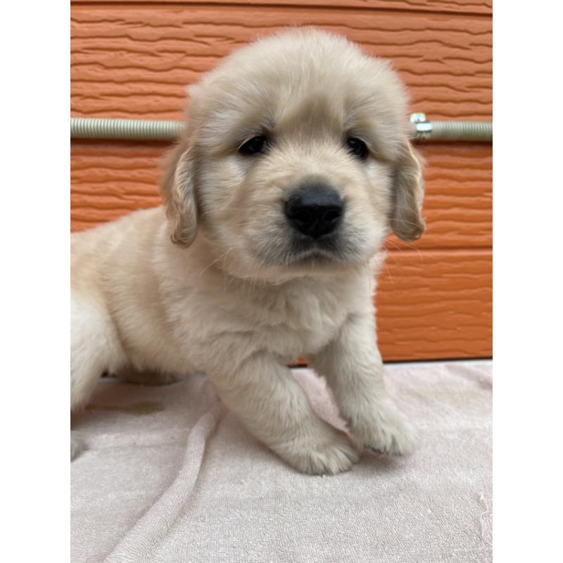 販売中の茨城県のゴールデンレトリーバー-431188の3枚目