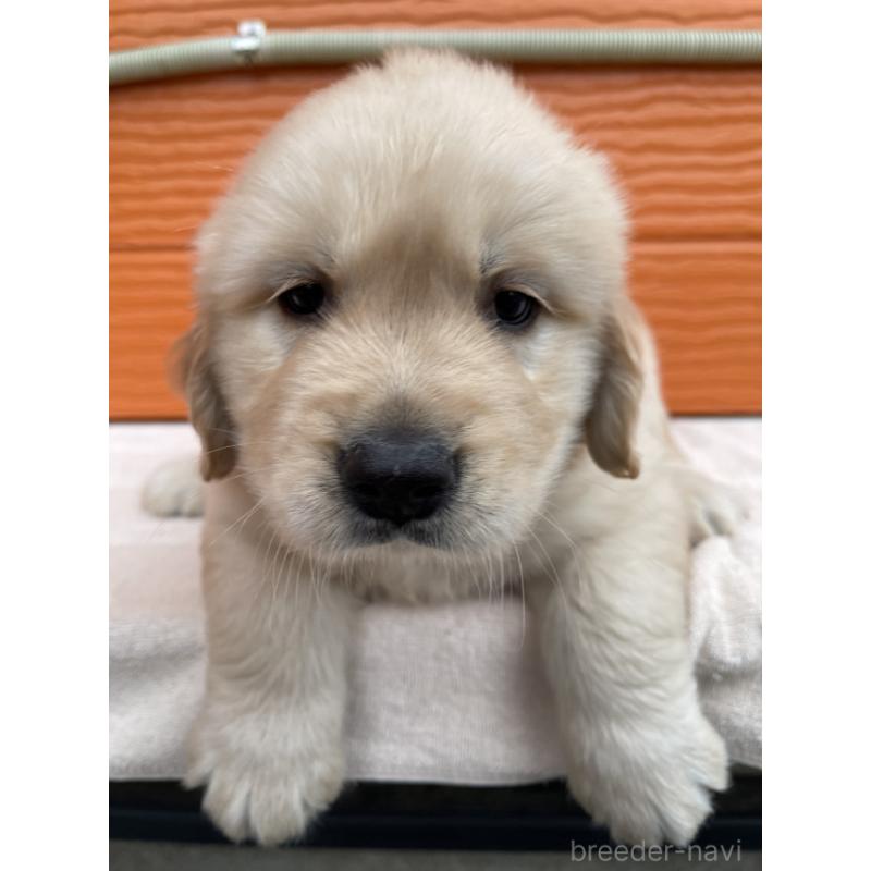 販売中の茨城県のゴールデンレトリーバー-431188の1枚目