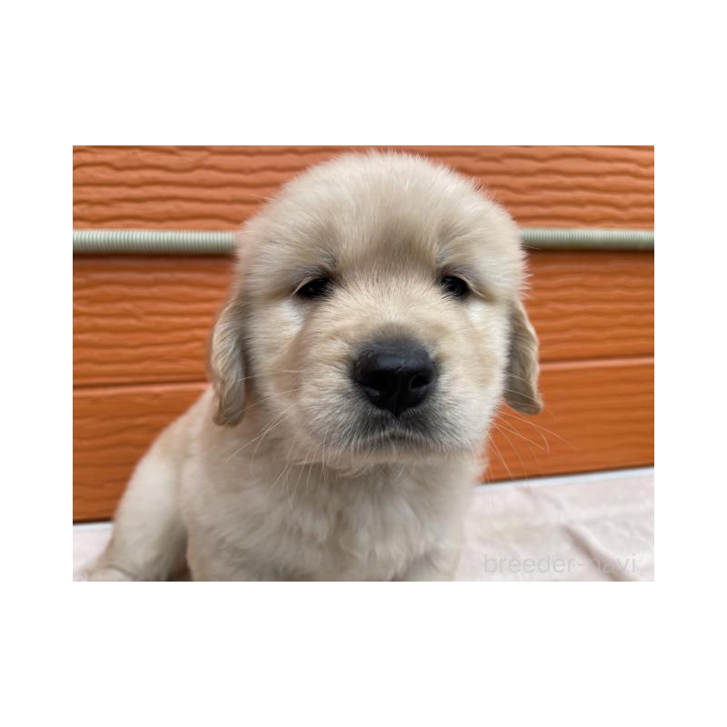 販売中の茨城県のゴールデンレトリーバー-431188の2枚目