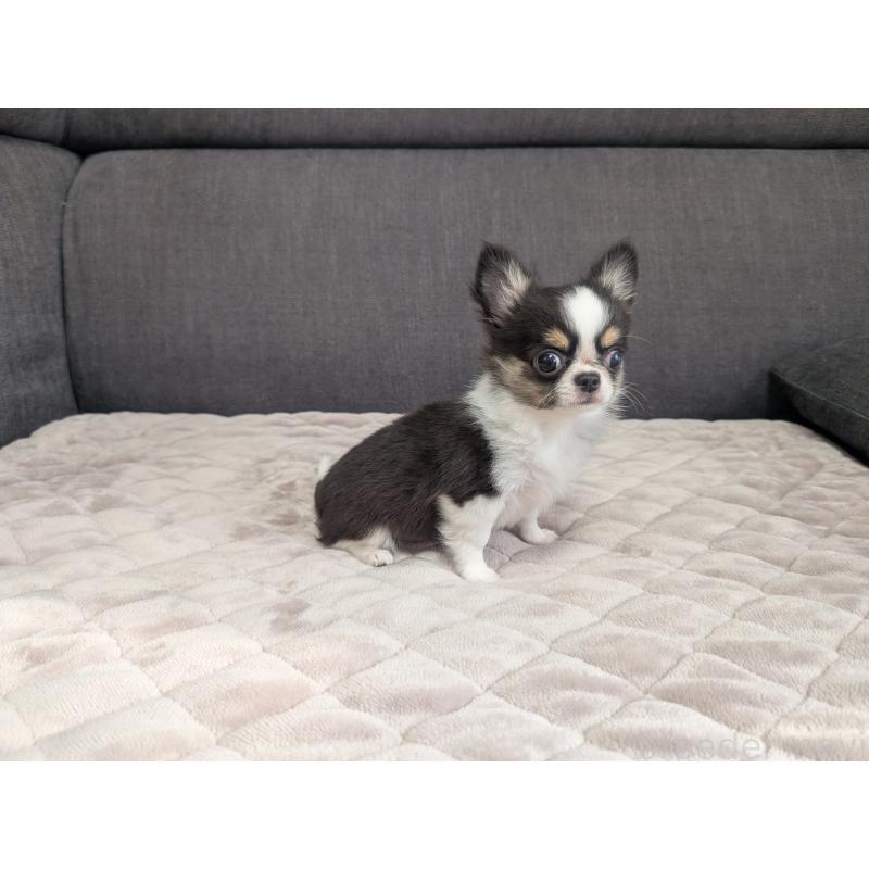 販売中の愛知県のチワワ(ロングコート)-420128の12枚目