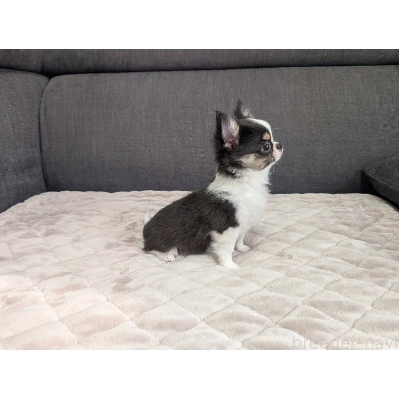 販売中の愛知県のチワワ(ロングコート)-420128の11枚目