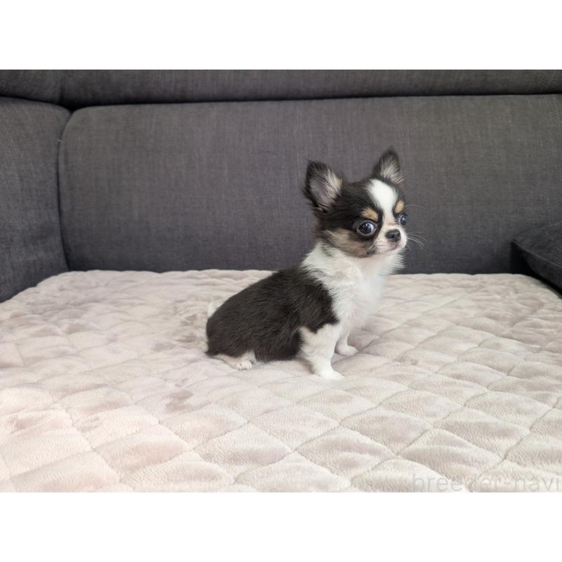 販売中の愛知県のチワワ(ロングコート)-420128の10枚目