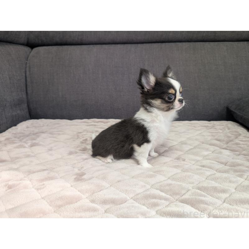 販売中の愛知県のチワワ(ロングコート)-420128の9枚目