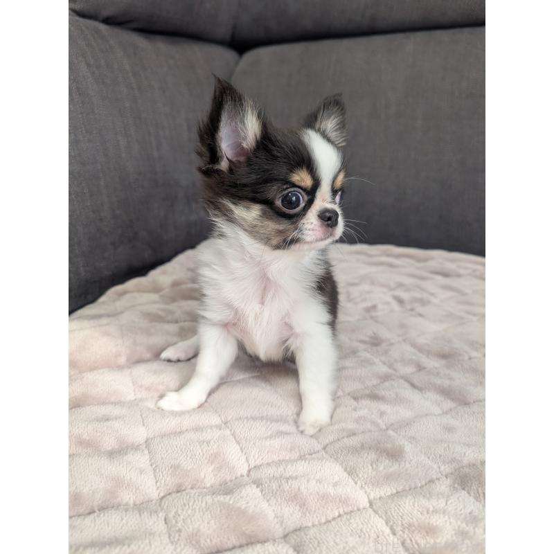 販売中の愛知県のチワワ(ロングコート)-420128の8枚目