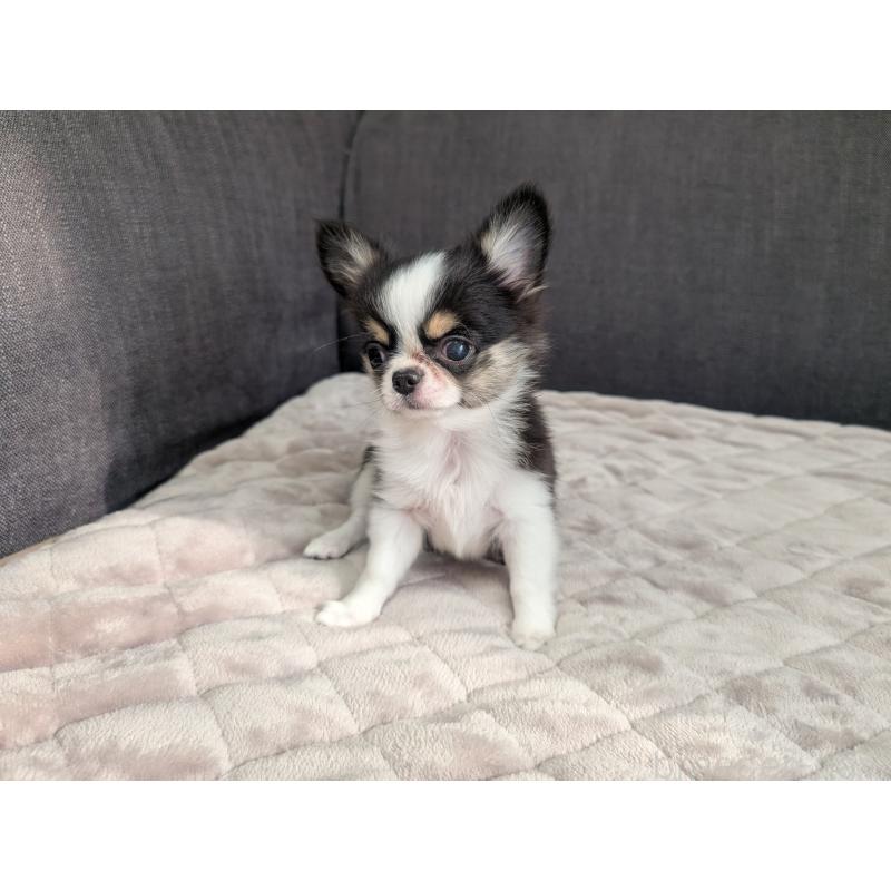 販売中の愛知県のチワワ(ロングコート)-420128の7枚目