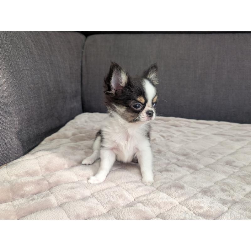 販売中の愛知県のチワワ(ロングコート)-420128の6枚目