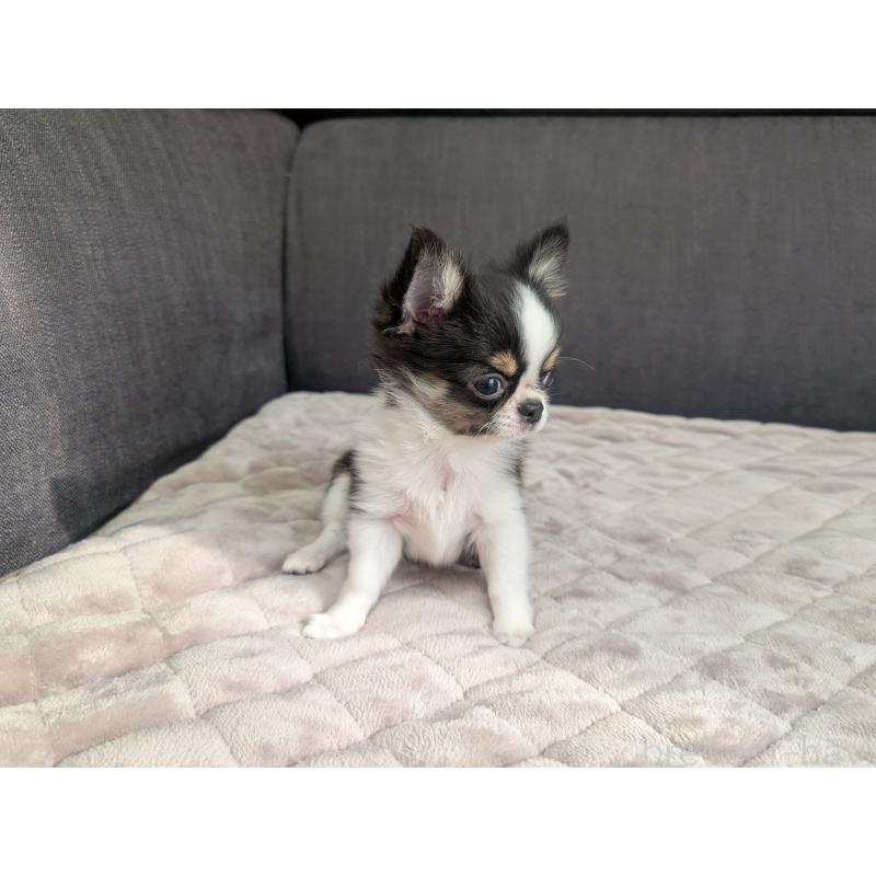 販売中の愛知県のチワワ(ロングコート)-420128の5枚目