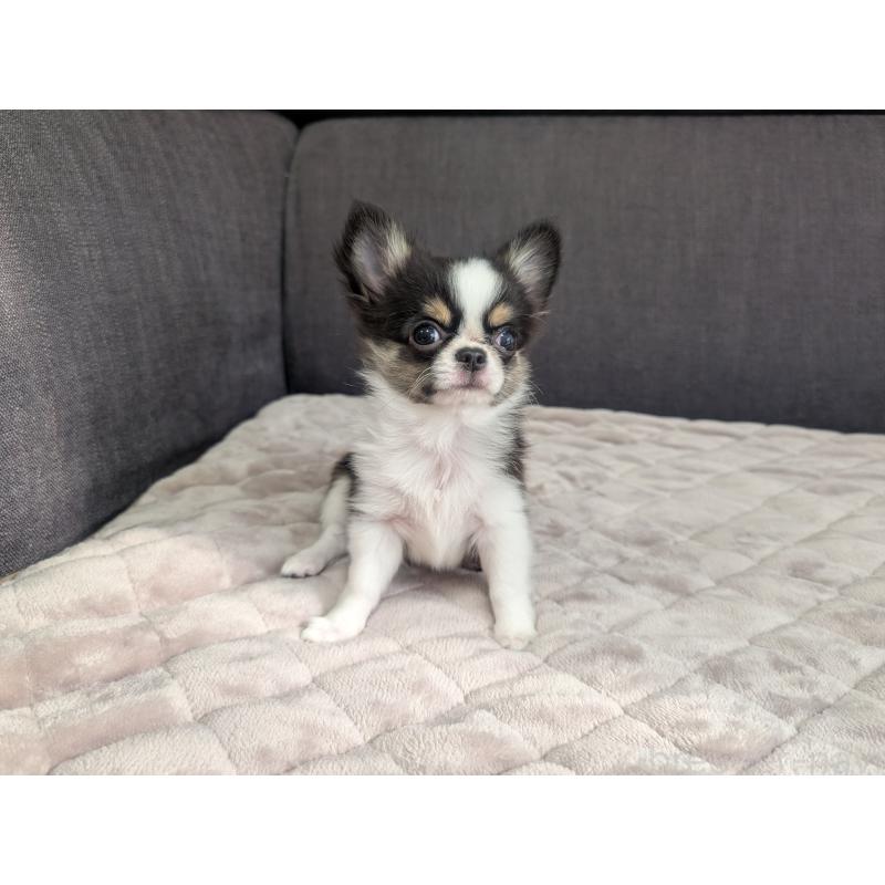 販売中の愛知県のチワワ(ロングコート)-420128の4枚目