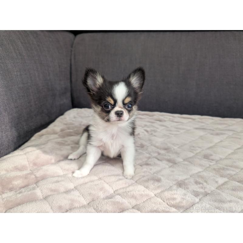 販売中の愛知県のチワワ(ロングコート)-420128の3枚目