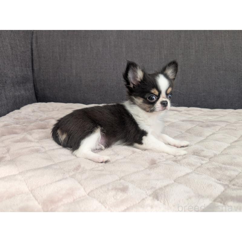 販売中の愛知県のチワワ(ロングコート)-420128の2枚目