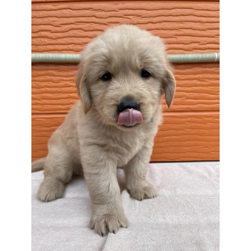 販売中の茨城県のゴールデンレトリーバー-431189の11枚目