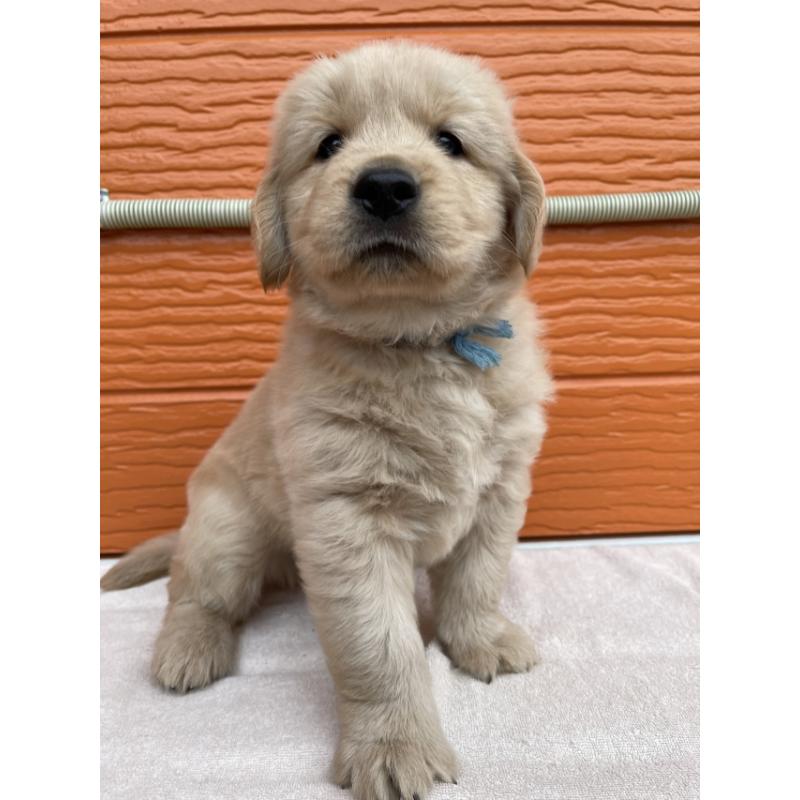 販売中の茨城県のゴールデンレトリーバー-431189の10枚目