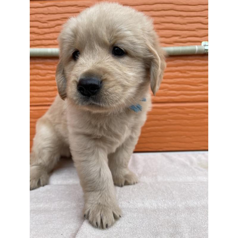 販売中の茨城県のゴールデンレトリーバー-431189の9枚目