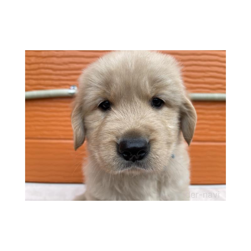 販売中の茨城県のゴールデンレトリーバー-431189の8枚目