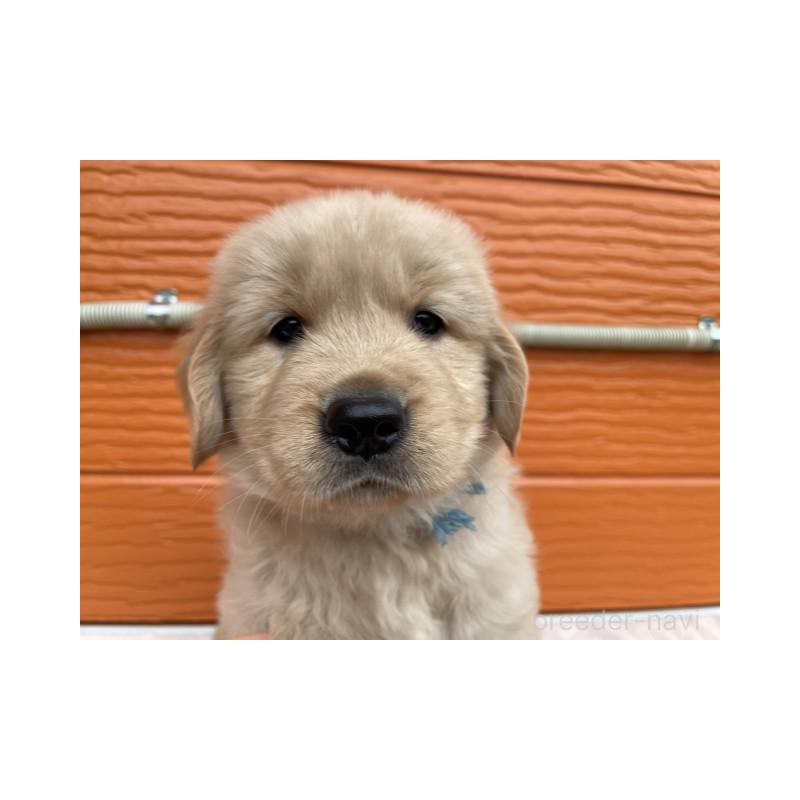 販売中の茨城県のゴールデンレトリーバー-431189