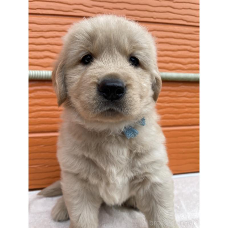 販売中の茨城県のゴールデンレトリーバー-431189の7枚目