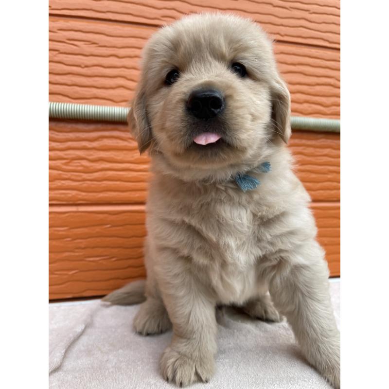 販売中の茨城県のゴールデンレトリーバー-431189の6枚目