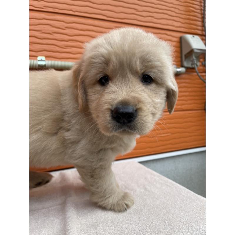 販売中の茨城県のゴールデンレトリーバー-431189の5枚目