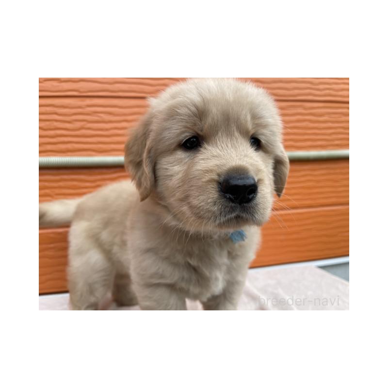 販売中の茨城県のゴールデンレトリーバー-431189の4枚目