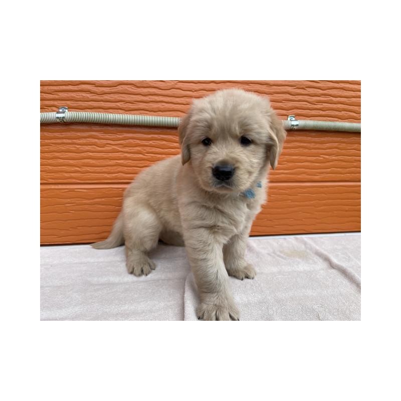 販売中の茨城県のゴールデンレトリーバー-431189の3枚目