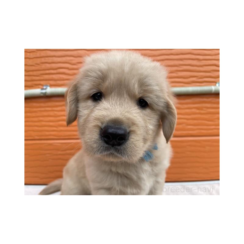 販売中の茨城県のゴールデンレトリーバー-431189の2枚目