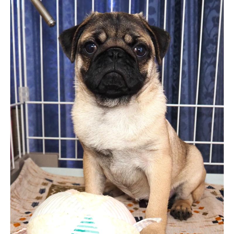 成約済の茨城県のパグ-426202の4枚目