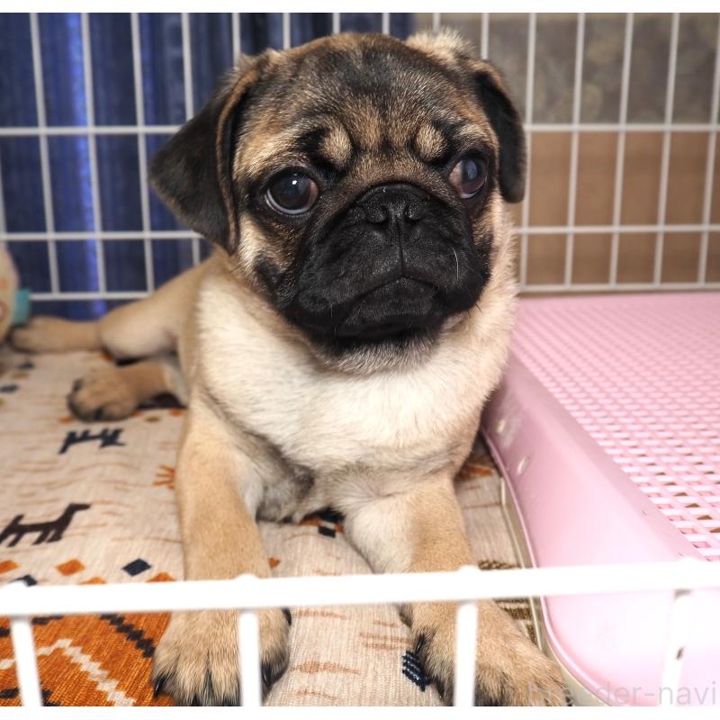 成約済の茨城県のパグ-426202の3枚目