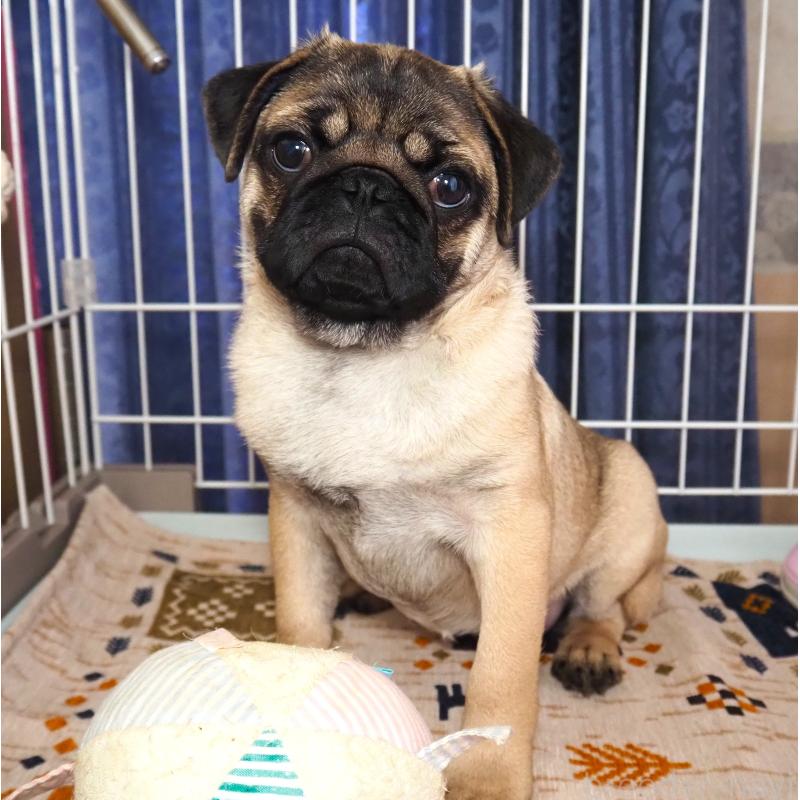 成約済の茨城県のパグ-426202の2枚目