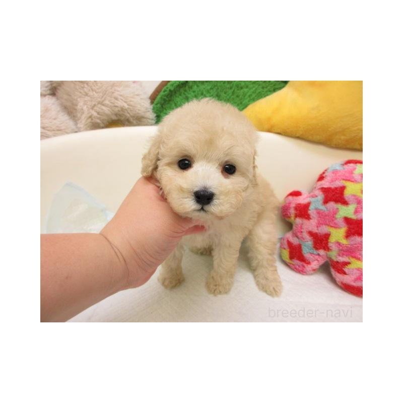 販売中の大阪府のトイプードル-431191の2枚目