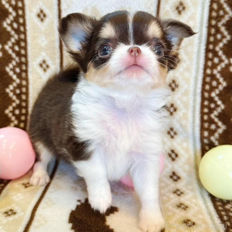 販売中の福岡県のチワワ(ロングコート)-431192の4枚目