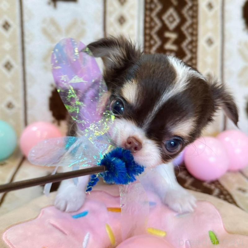 販売中の福岡県のチワワ(ロングコート)-431192の3枚目