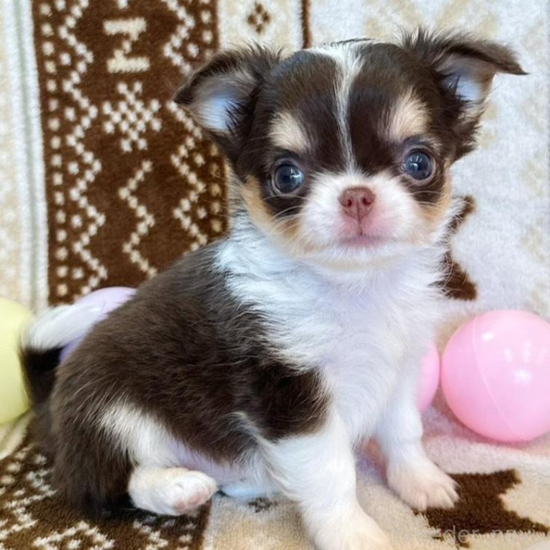 販売中の福岡県のチワワ(ロングコート)-431192の2枚目