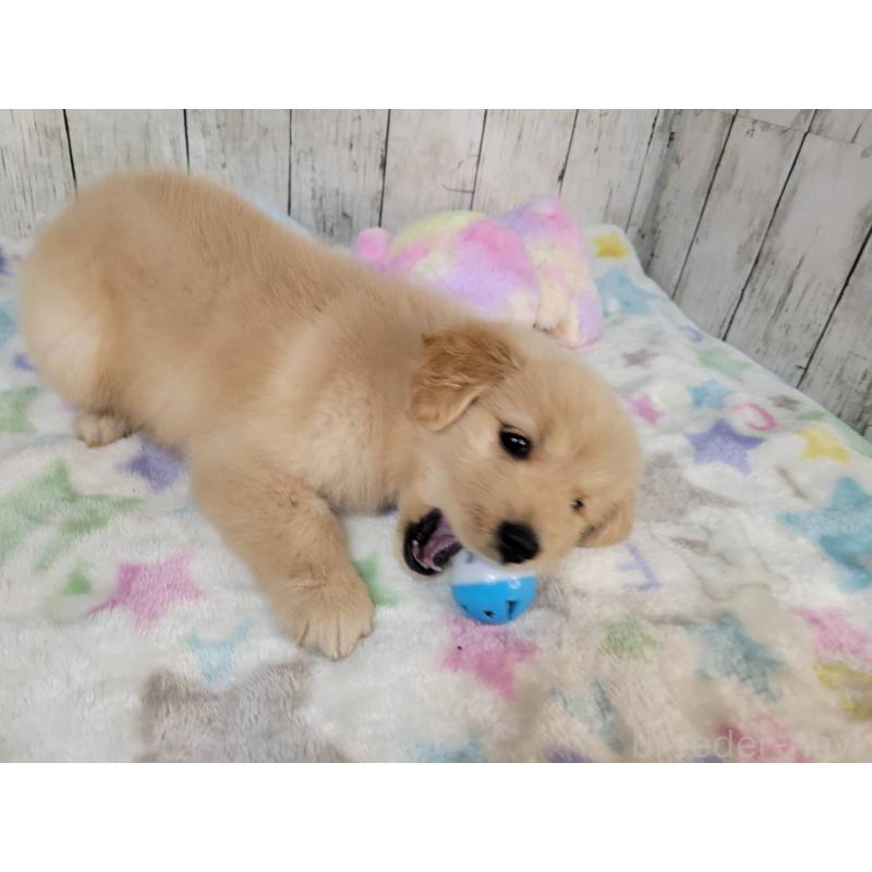 販売中の三重県のゴールデンレトリーバー-431197の4枚目