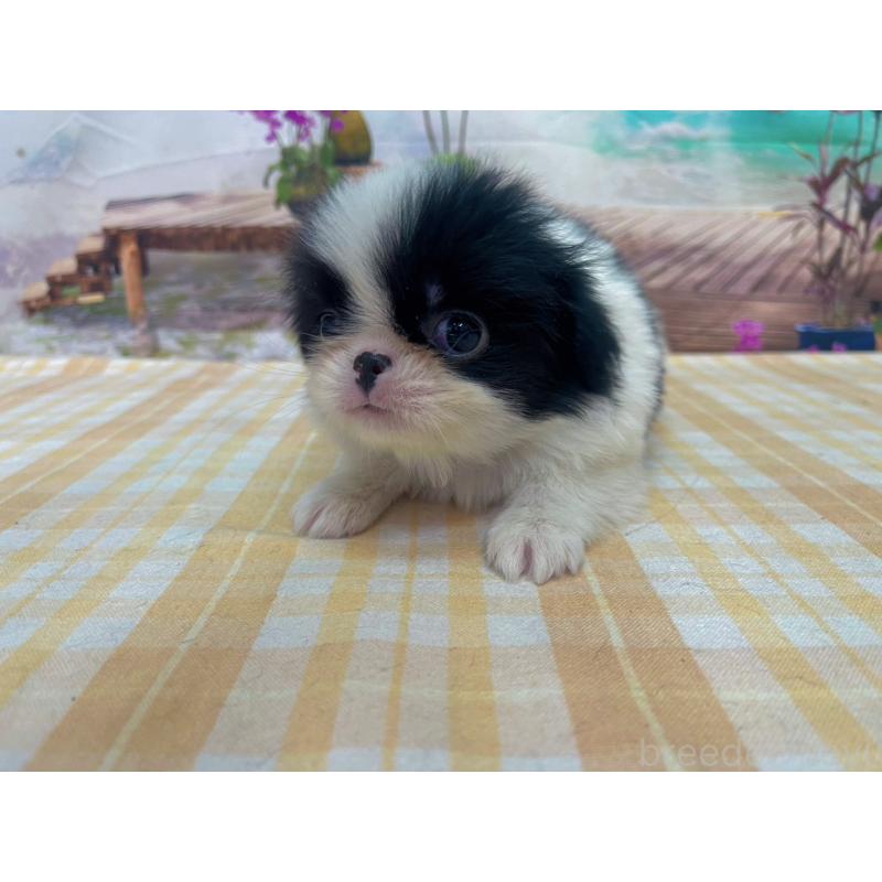 販売中の千葉県の狆 (チン)-431193の1枚目