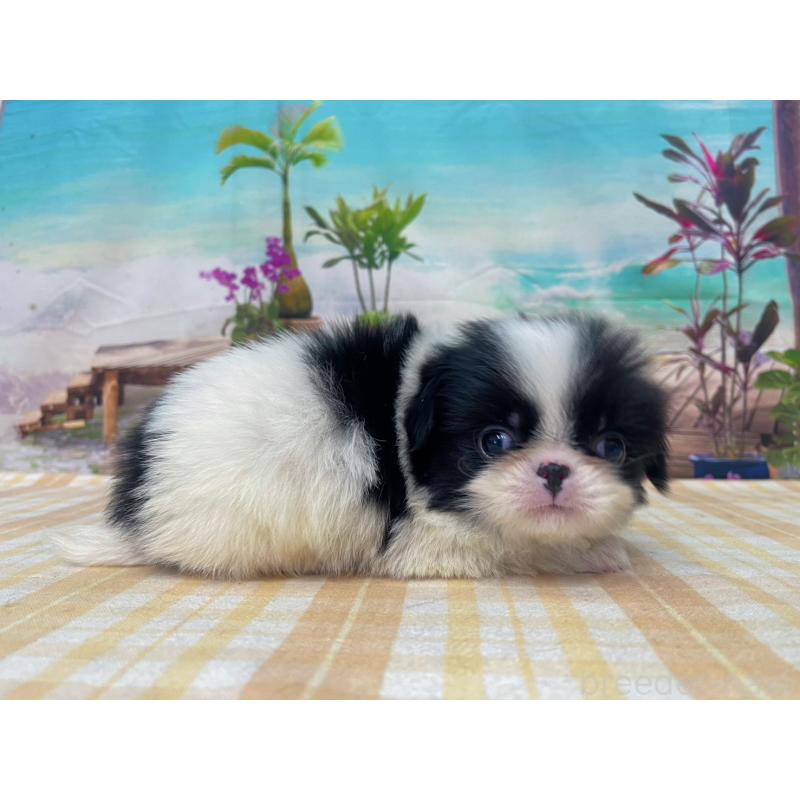 販売中の千葉県の狆 (チン)-431193の5枚目