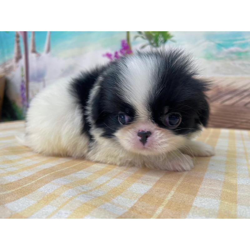 販売中の千葉県の狆 (チン)-431193の4枚目