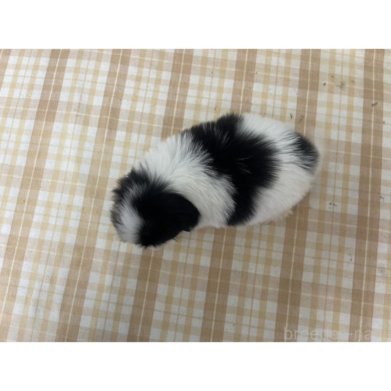 販売中の千葉県の狆 (チン)-431193の3枚目