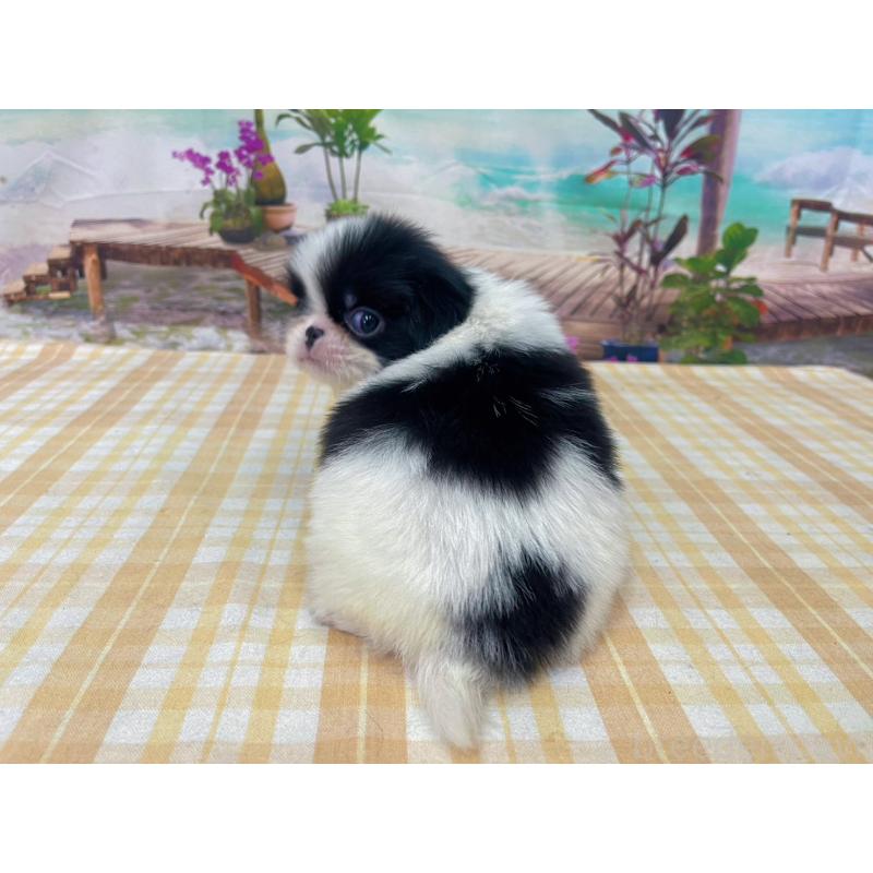 販売中の千葉県の狆 (チン)-431193の2枚目